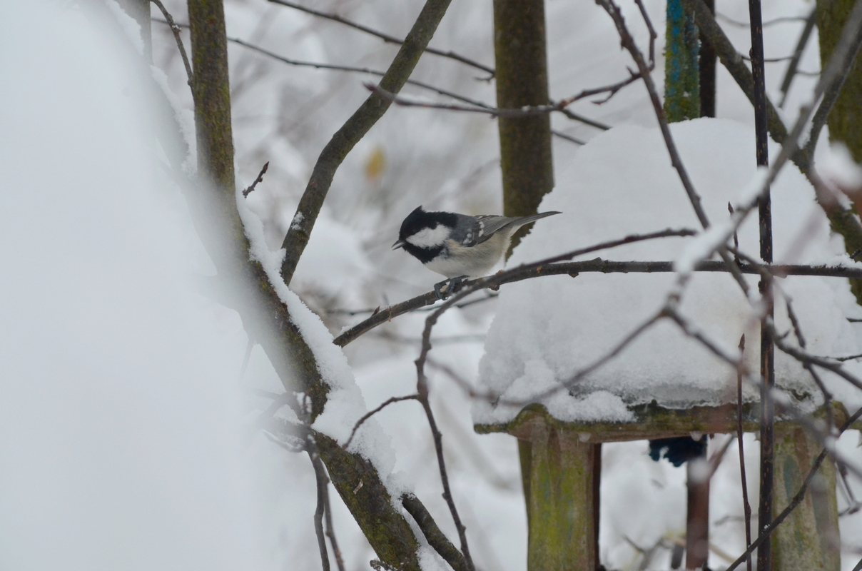 hedvábný šál habotai 200*90 cm, PETROL